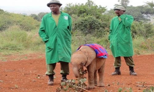 Zdjecie KENIA / Nairobi / David Sheldrick`s National Trust / Elephant Orphanage